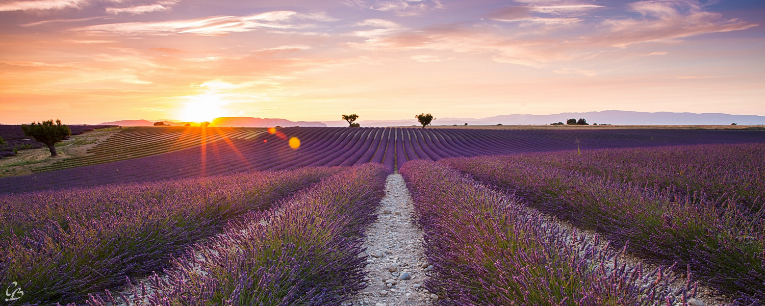 Provence - Oải hương tím biếc miền Nam nước Pháp tháng 7